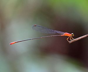 Red-breasted Longtail 1171.jpg