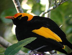 Regent Bowerbird male Lamington 0807