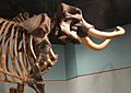 Restored mastodon skeleton at the Museum of Florida History