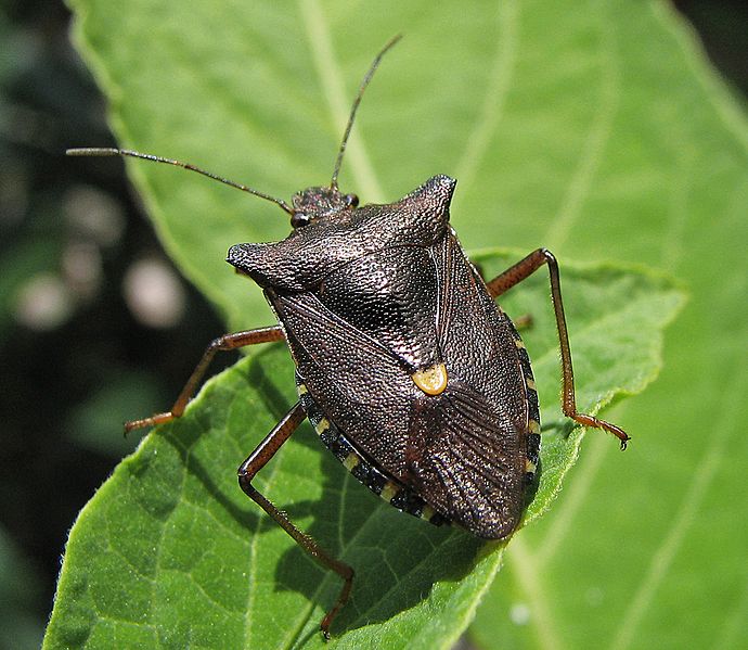 Rotbeinige Baumwanze (Pentatoma rufipes) 1