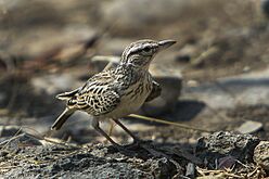 Sabota Lark - Etosha 0005 (16761249109)