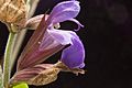 Salvia officinalis Closeup