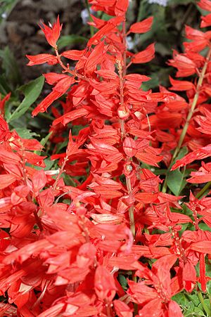 Salvia splendens - blossoms (aka)