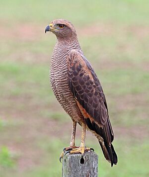 Savanna hawk (Buteogallus meridionalis).JPG