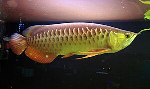 Scleropages formosus Prague 2012 1