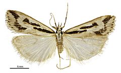 Scoparia s.l. clavata male.jpg