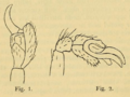 Seycellesa braueri Simon 1898