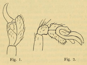 Seycellesa braueri Simon 1898.png