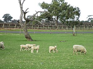 Sheep and vines