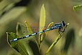 Southern damselfly (Coenagrion mercuriale) male Crockford Stream