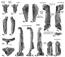 Spheniscus muizoni - fossils 2 - Pisco Formation, Peru