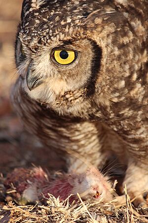 Spotted eagle-owl feeding on a rat