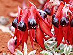 Sturt's Desert Pea