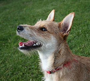 Terrier mixed-breed dog