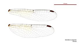 Tetrathemis irregularis female wings (34675519190)