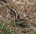 Thamnophis ordinoides 071616 A