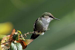 Vervain hummingbird (Mellisuga minima)