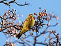 Western tanager in Chelsea (75305)2-2