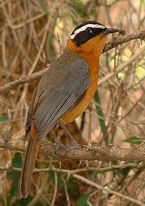 White-browed Robin-Chat (Cossypha heuglini).jpg