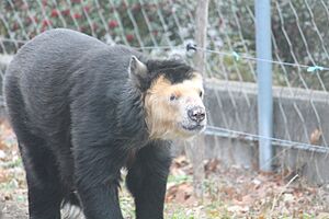 Worlds Oldest Andean Bear at the Toledo Zoo