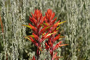 Wyoming paintbrush - Castilleja linariifolia (ac6b7260-0f23-4078-a92e-174feece7ef0)