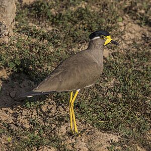 Yellow-wattled lapwing (Vanellus malabaricus) Yala.jpg