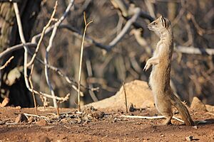 Yellow Mongoose Klipriviersberg Johannesburg