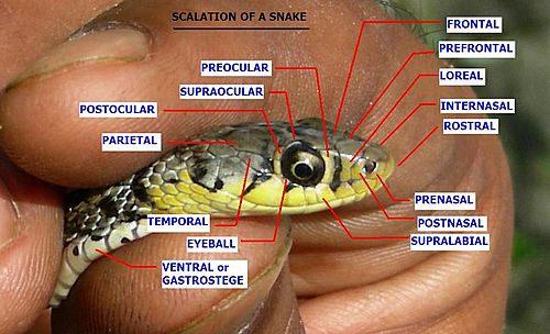 AB044 Scales on a snakes head