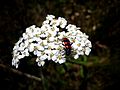 Small white flowers with a red-striped black bug sitting ontop
