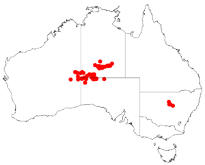 "Acacia basedowii" occurrence data from Australasian Virtual Herbarium