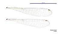 Aciagrion fragilis female wings (34827855235)