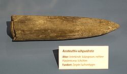 Acroteuthis subquadrata - Naturhistorisches Museum, Braunschweig, Germany - DSC05160