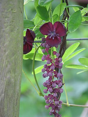 Akebia longeracemosa (14168601575)