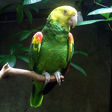 Amazona oratrix -Vancouver Aquarium-8a-4c.jpg