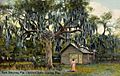 Ancient Battle Scarred Tree, New Smyrna, FL