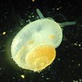Antrobia culveri