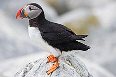 Atlantic Puffin - Fratercula arctica, Machias Seal Island, New Brunswick