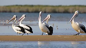 Five black and white birds with long beaks stand on a sand bar in a large body of water.
