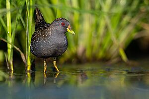 Australian Spotted Crake 0A2A3145.jpg