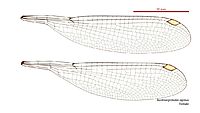 Austroargiolestes alpinus female wings (34441677940)