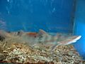 Banded houndshark china