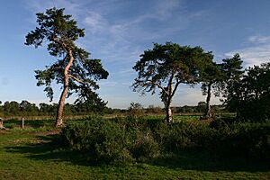 Barnham Cross Common, Thetford - geograph.org.uk - 267796