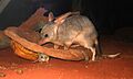 Bilby at Sydney Wildlife World