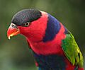 Black-capped lorikeet - Jurong Bird Park, Singapore