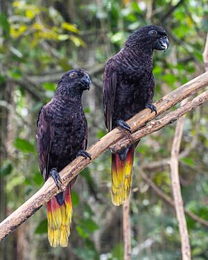Black lory (Chalcopsitta atra), Gembira Loka Zoo, Yogyakarta 2015-03-15 03.jpg