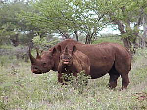 Black rhino with calf (male)