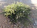 Boronia oxyantha habit