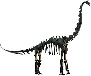 Brachiosaurus mount.jpg