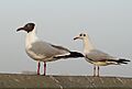 Brown-headed Gull & Black-headed Gull, Gujarat