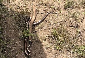 California King Snake imported from iNaturalist photo 70851268 on 3 December 2024 (cropped)